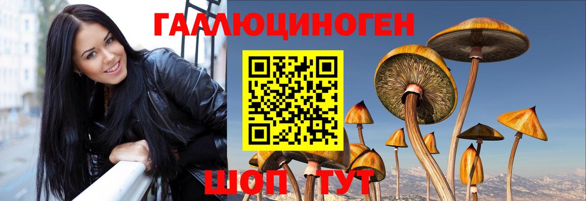 Галлюциногенные грибы Psilocybe Великие Луки